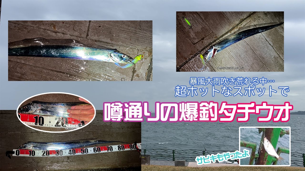 横須賀海辺つり公園で噂通りの爆釣タチウオ