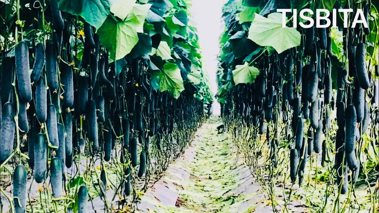 CULTIVO DE PEPINO SIEMBRA PRODUCCIÓN COSECHA EMPAQUE Y DISTRIBUCIÓN DEL PEPINO #3
