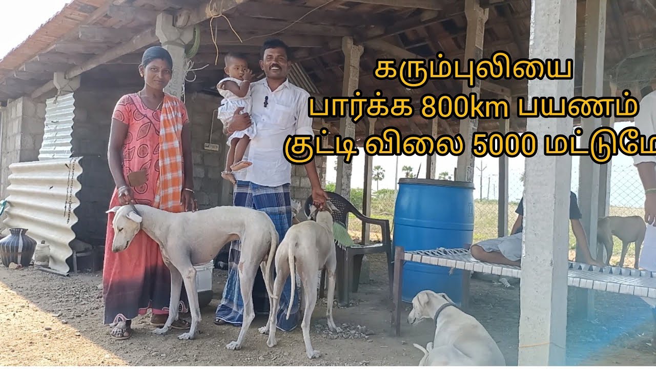 அண்ணே குட்டி விலை 5 ஆயிரம் மட்டும்னே |கரும்புலிய பார்க்க 800கிமி பயணம் |தூத்துக்குடி