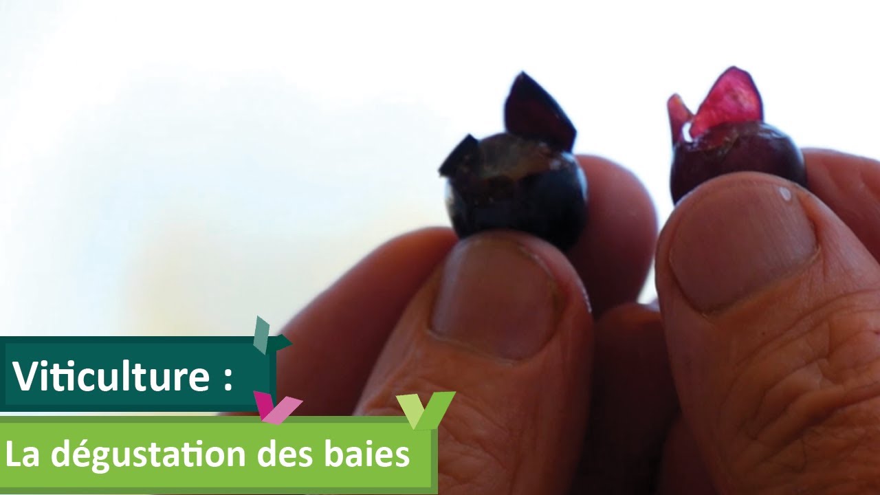 La dégustation des baies