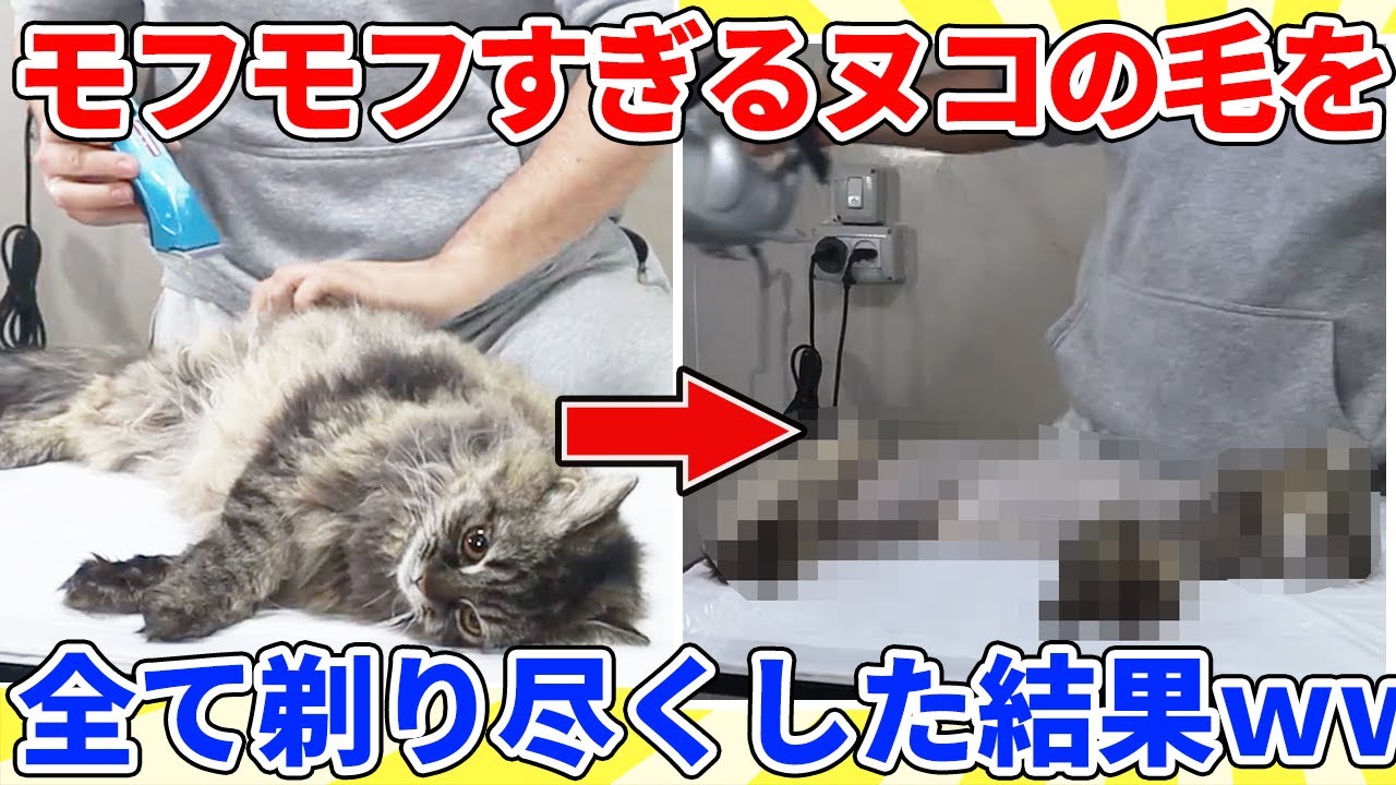 【2ch動物スレ】モフモフすぎるヌコをバリカンで丸刈りにした結果ｗｗｗｗｗ