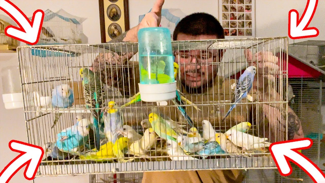 LIBERANDO MIS NUEVOS PERIQUITOS