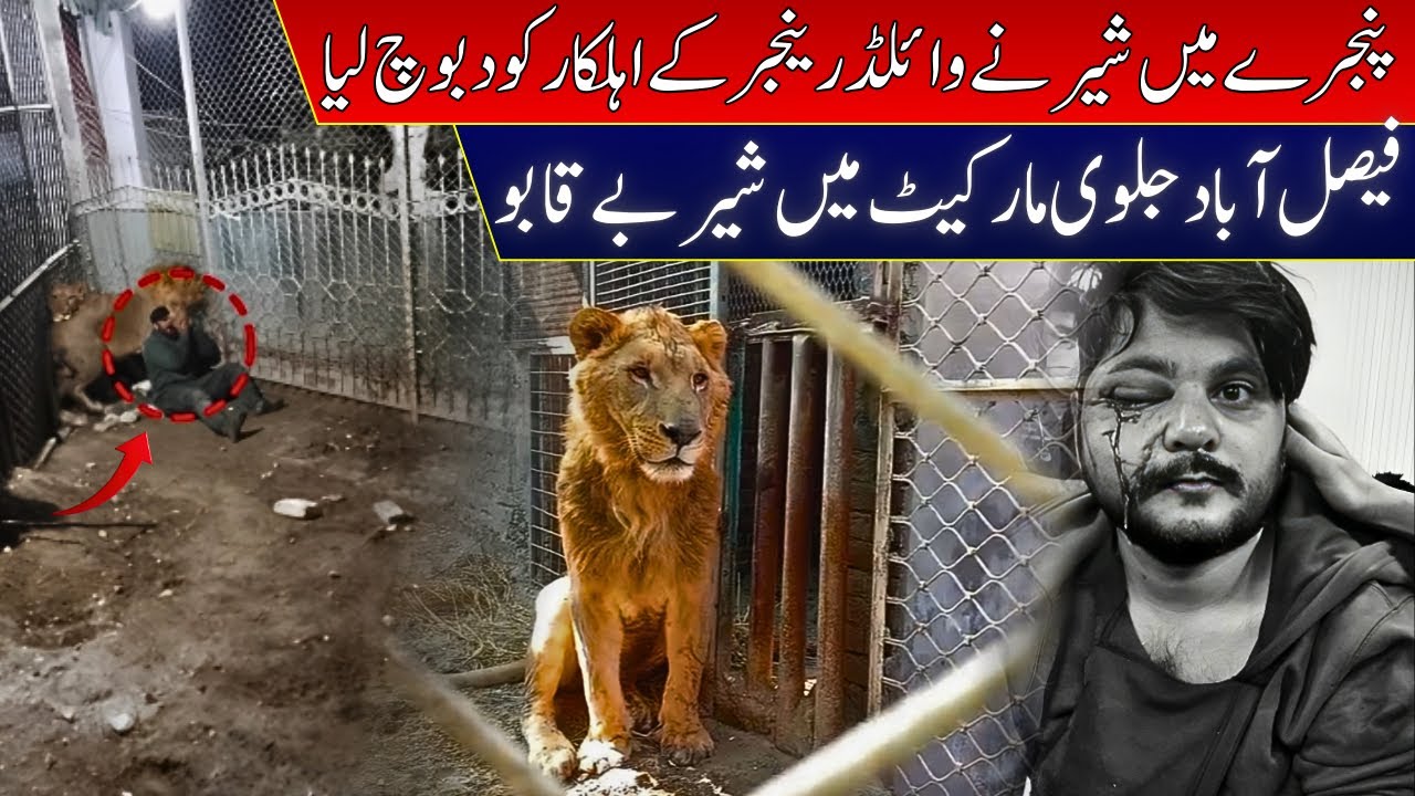 Faisalabad Main Shair Bayqaboo / Pinjray Main Wild Life Aihlekar Ko daboach liyah 