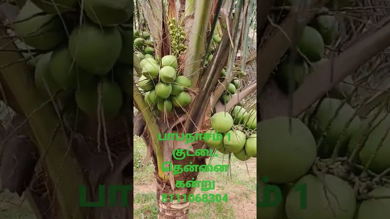 D&times;T coconut பாபநாசம் 1 குட்டை தென்னை கன்று,  தென்னை கன்று வாங்க சிரந்த இடம் தஞ்சாவூர் 8111068304