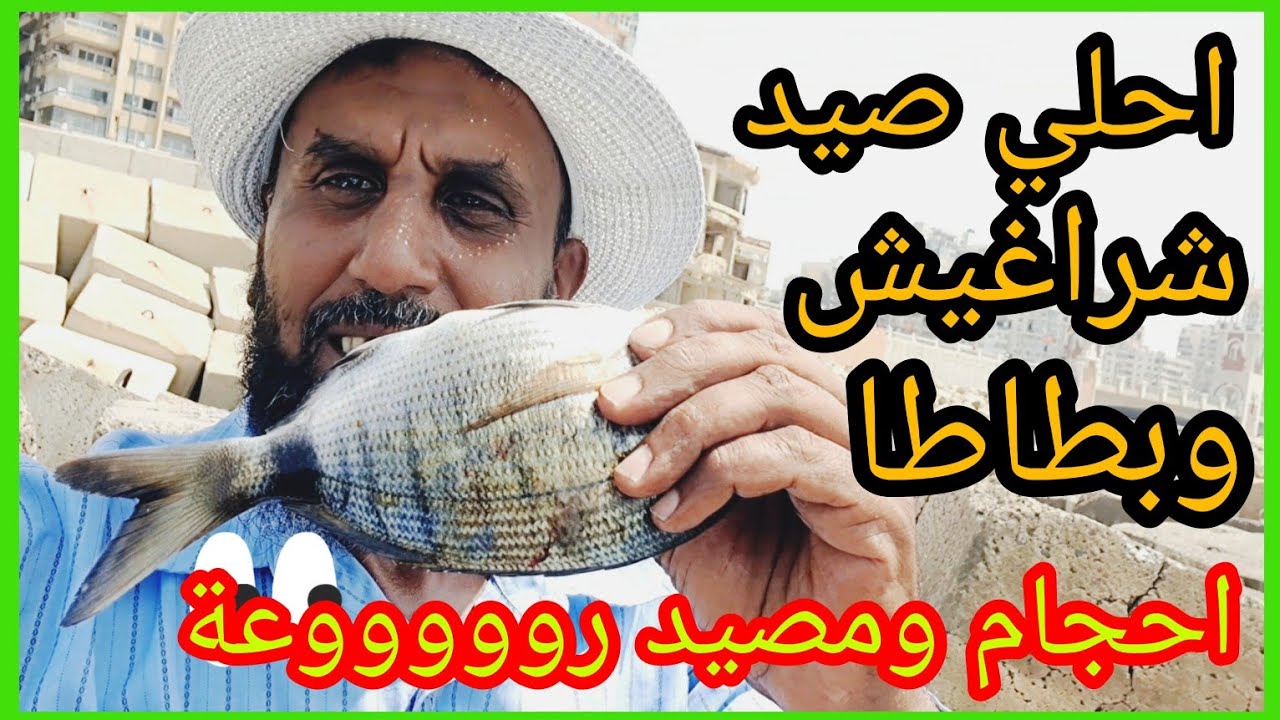 احلي صيد شراغيش وبطاطا 🐬احجام محترمة ومصيد روووووعة 💪 والجاي احلي مع ابو آدم هاوي صيد