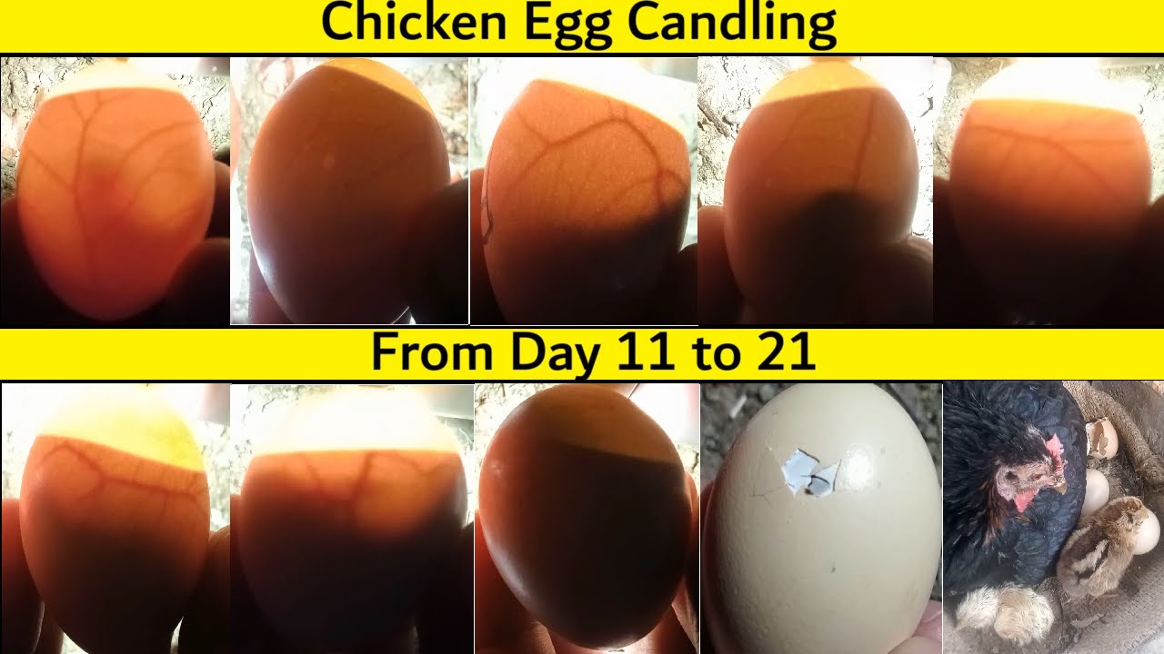 Egg Candling from Day 11 to 21 | MyFarm Vlogs