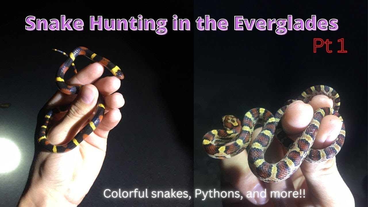 RARE Colorful Snakes in the Everglades! Herping 2022!!!