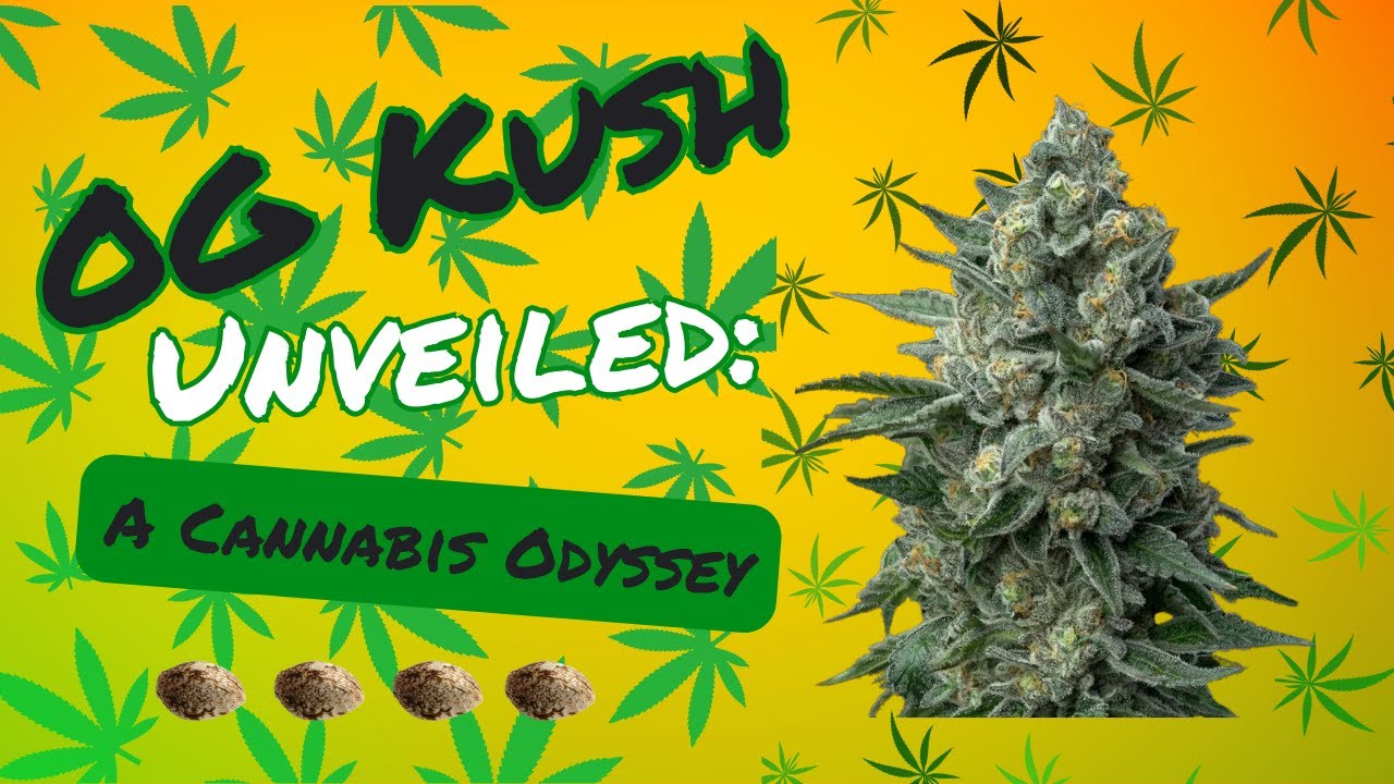 OG Kush Unveiled: A Cannabis Odyssey