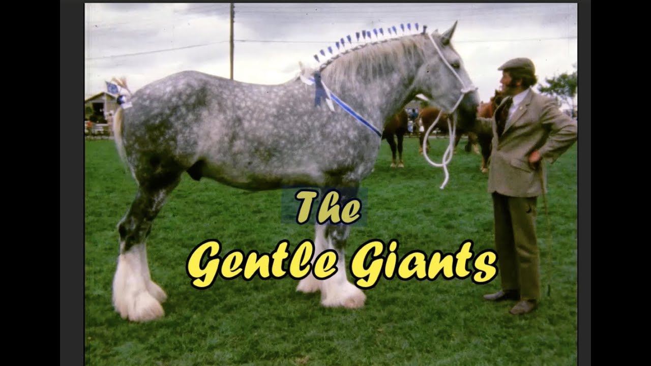 Apollo the Shire Presents Syd Pearman 1982 Documentary
