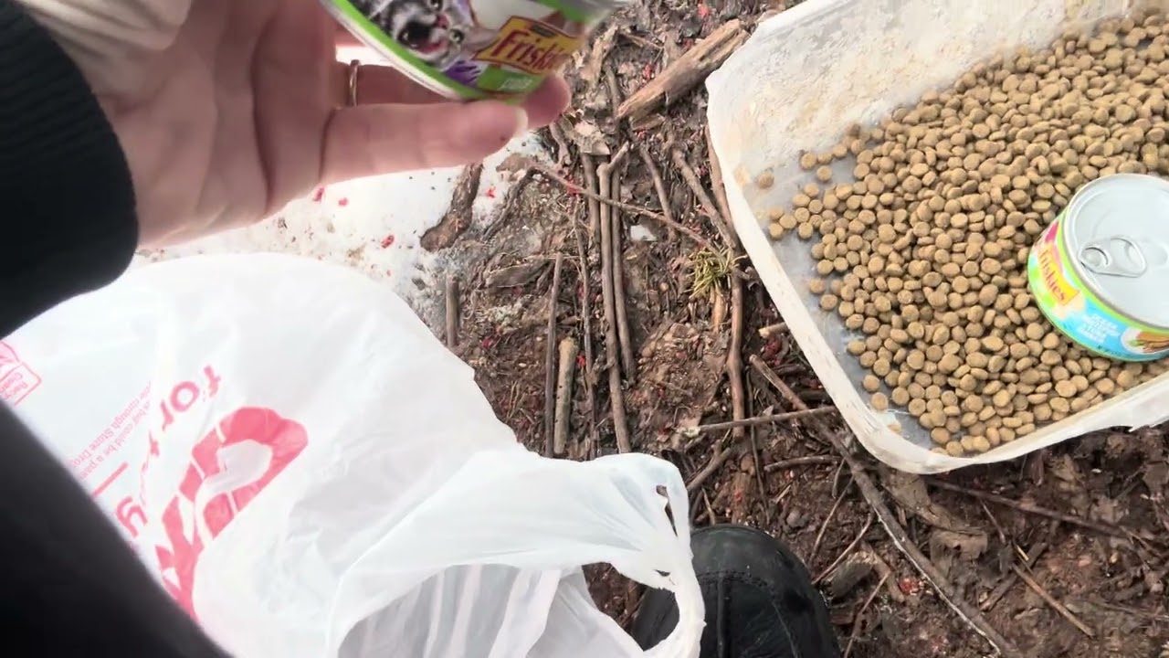 Day # 286 feeding the homeless cats