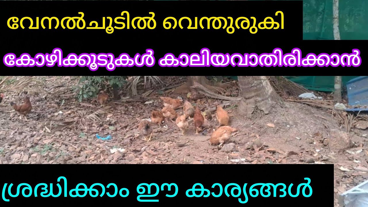 വേനലിൽ ശ്രദ്ധിച്ചാൽ ഒന്നും നഷ്ടപ്പെടില്ല...