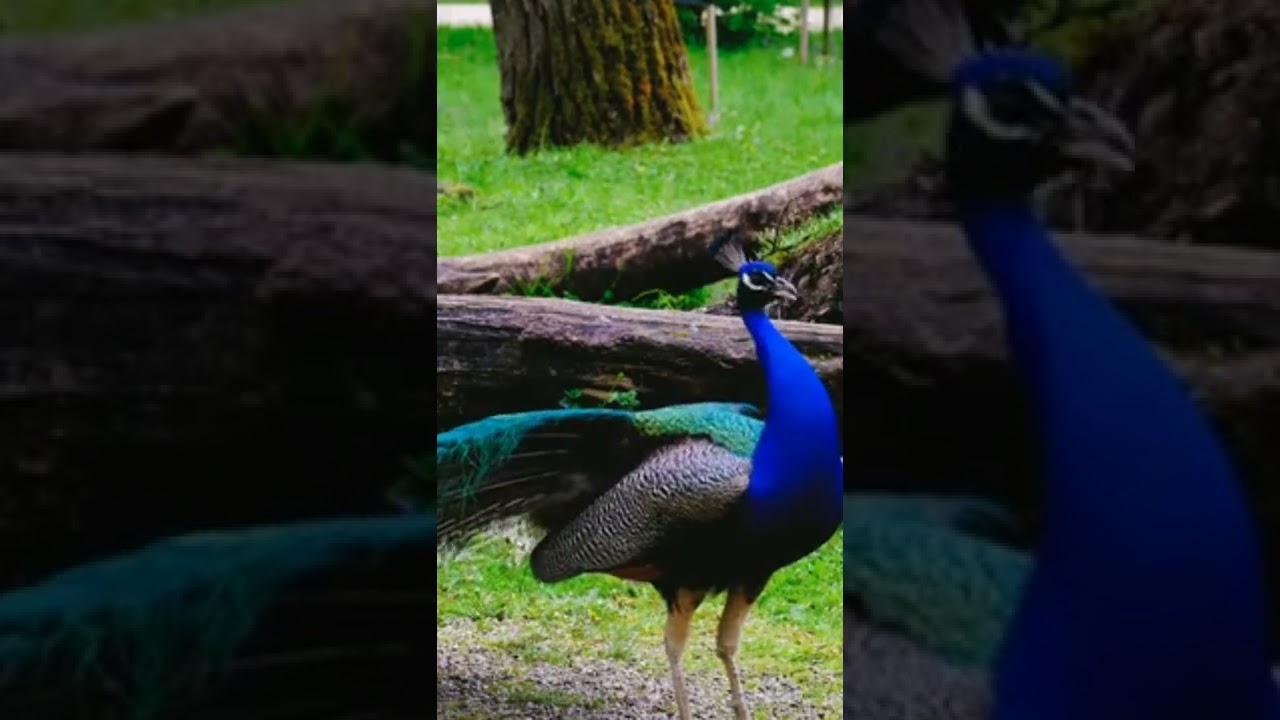#totalbirds #shorts