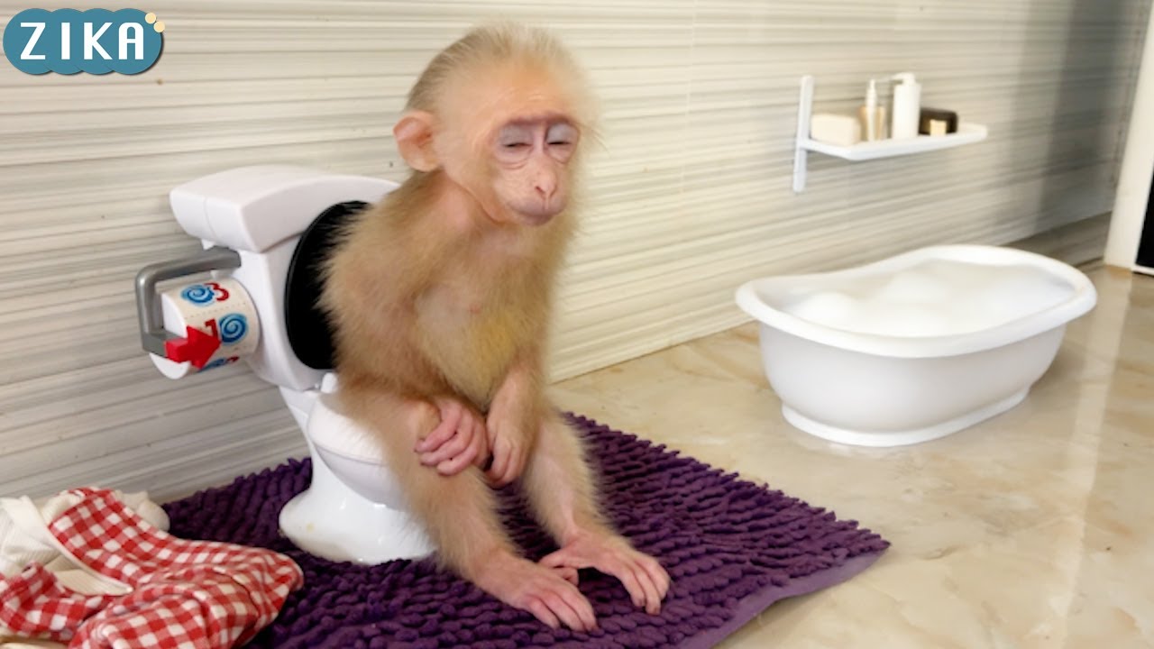 Так смешно! Зика уснула, пока ходила в туалет.
