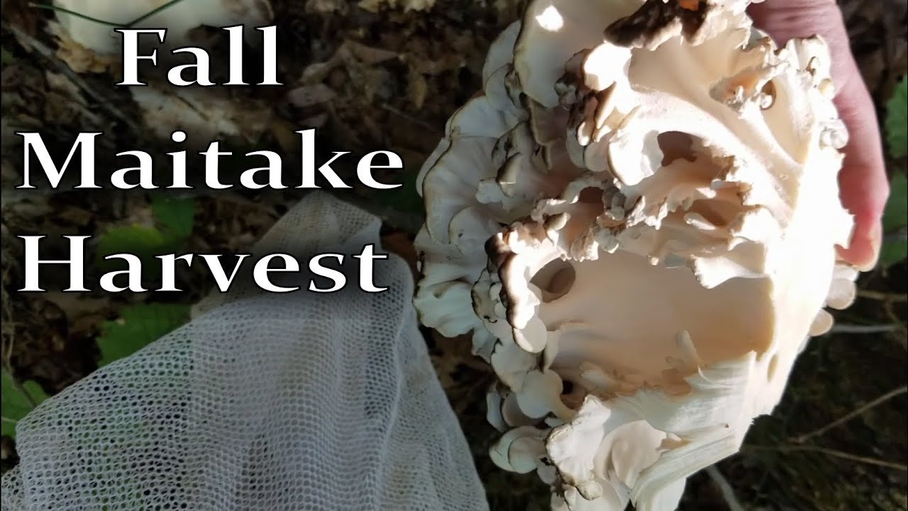 Fall Mushroom Hunt and Maitake Harvesting Tips