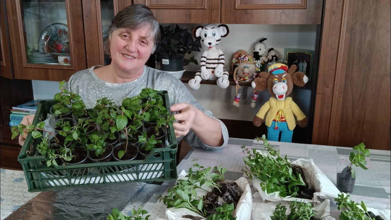 Пересаджую фукцію,петунії(тайдали,оперу). Розпакування посилки!
