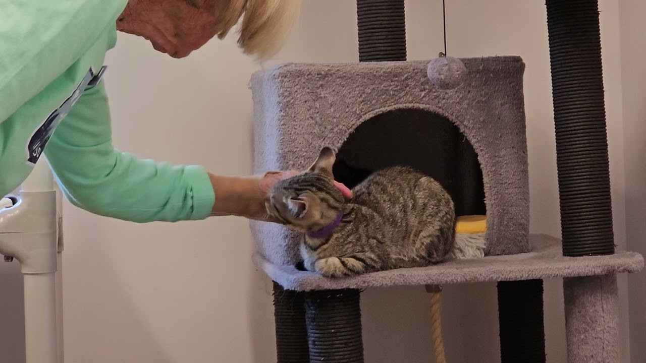 Shelter Kittens Have All-out Brawl at the Base of Mt. Blanket Monster! [REAL]