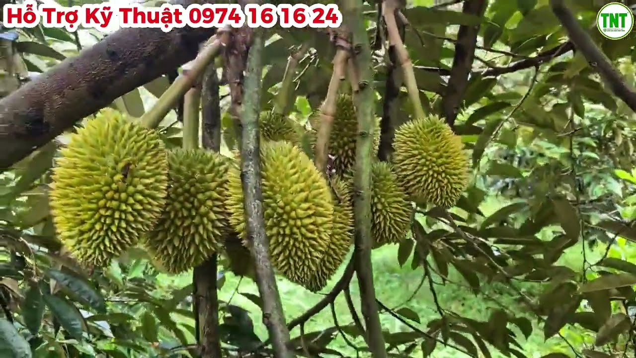 Lại Mưa Nữa Rồi Bà Con ơi, Sầu Riêng Mùa Thuận năm nay áp lực quá, mưa rồi sốc, sốc rồi mưa