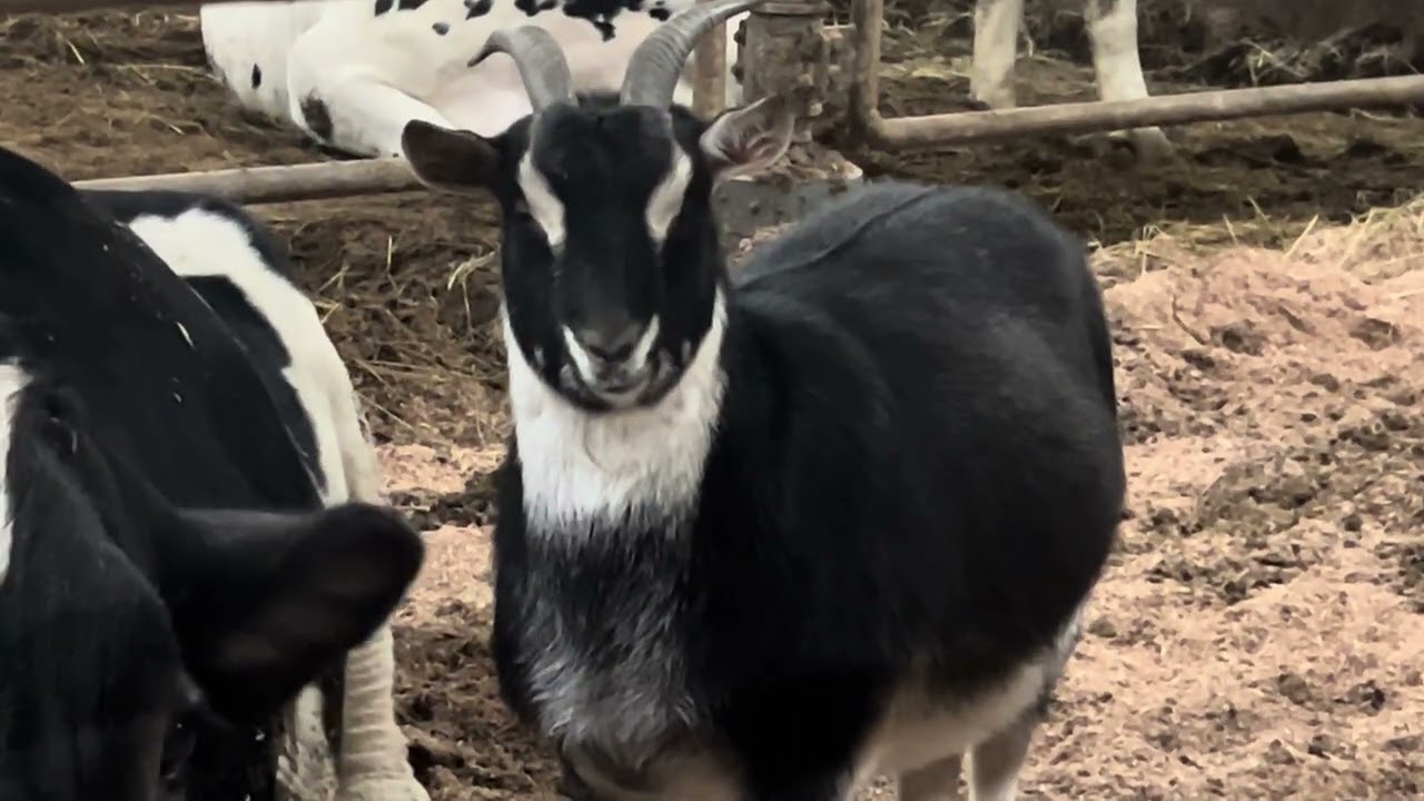 ウチのヤギとお友達