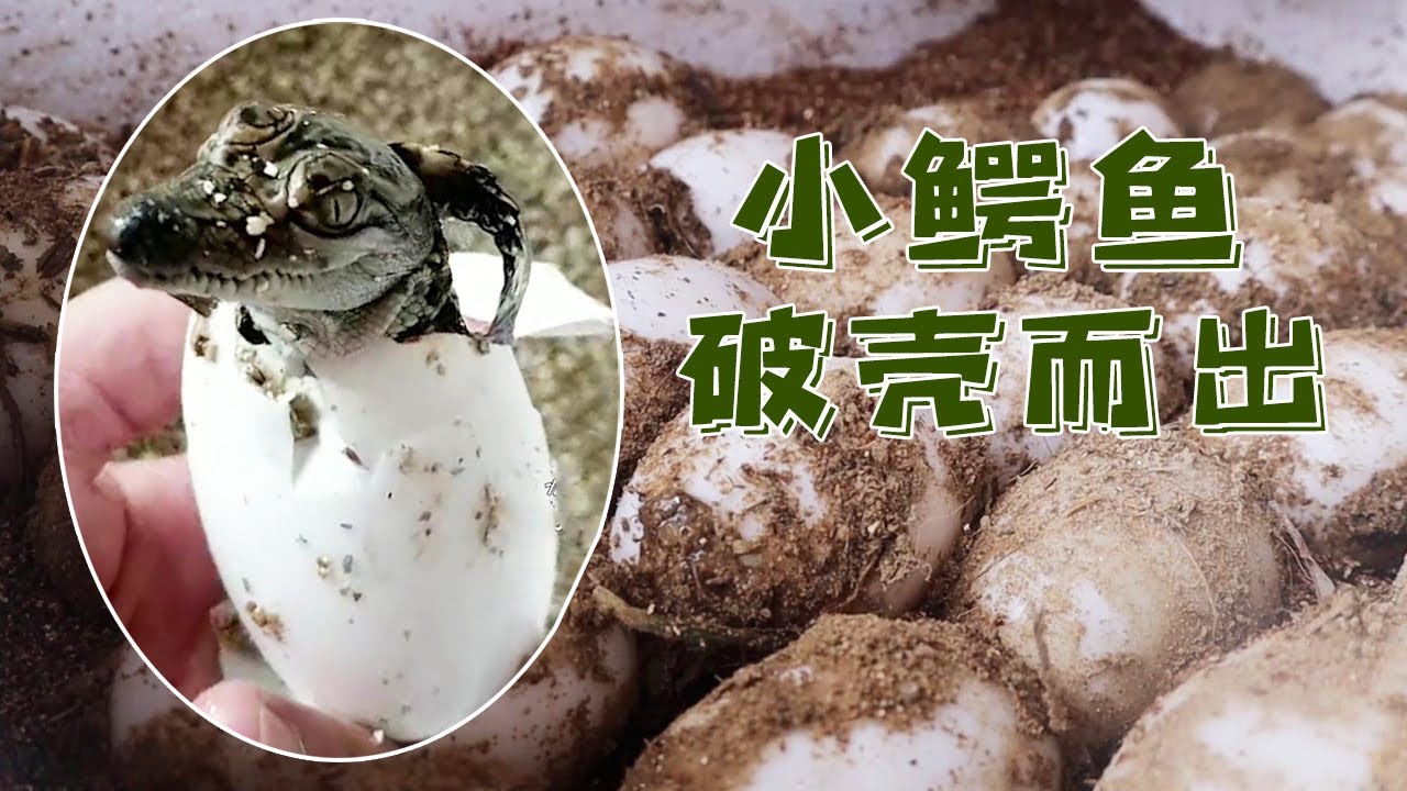 实拍鳄鱼蛋孵化全过程，出来一只嘤嘤叫的小鳄鱼，难以想象以后会是凶猛巨鳄【农场鳄鱼哥】