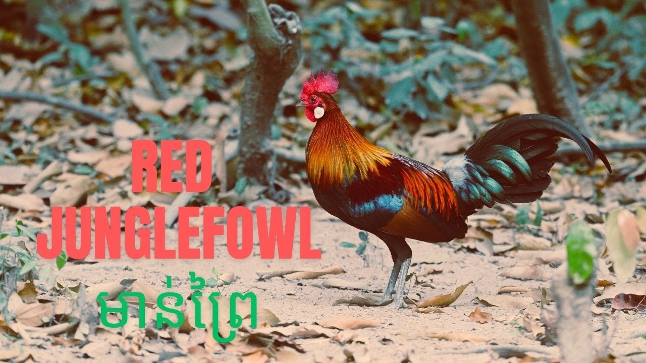 Part 04: Red Junglefowl (មាន់ព្រៃ)