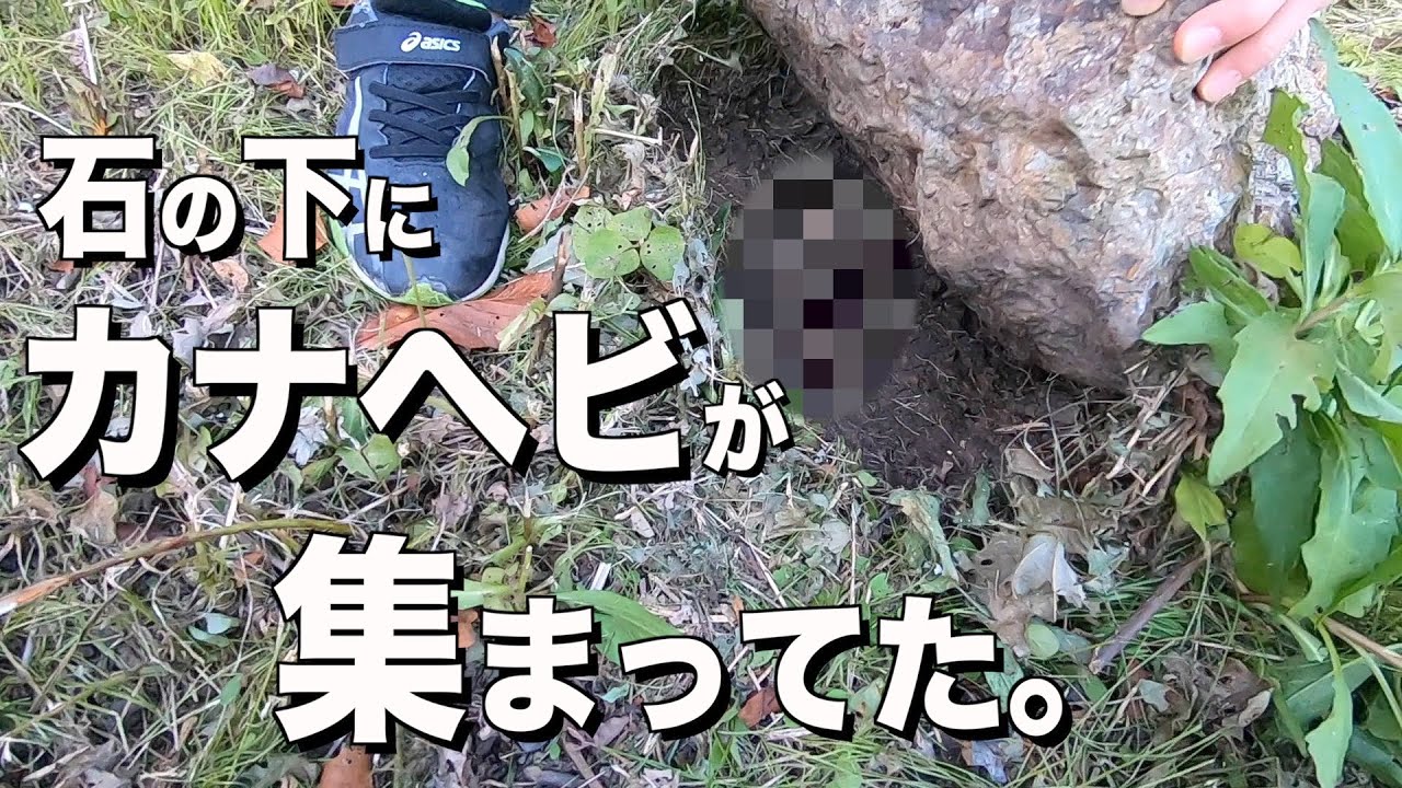 【トカゲ獲り】カナヘビは、秋になったら簡単に捕獲できる。＃カナヘビ ＃生物 ＃爬虫類