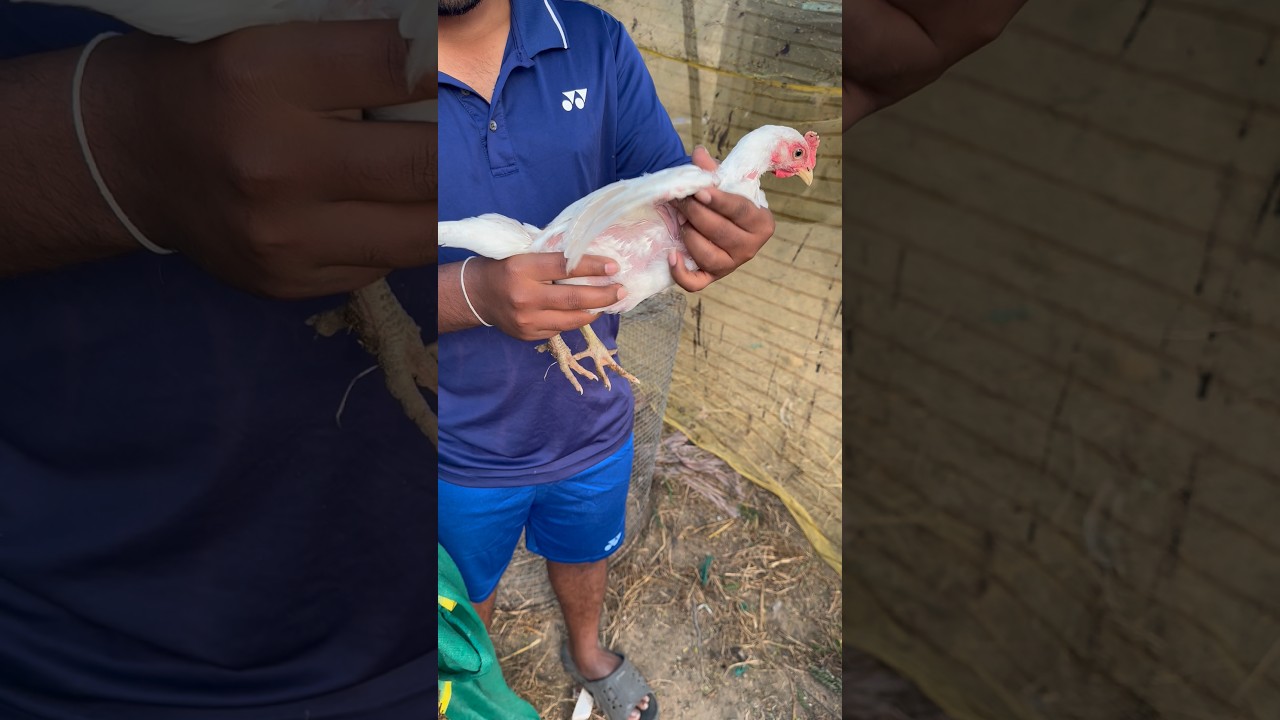 Disinfecting 🦠✅#youtubeshorts #chicken #trending #information