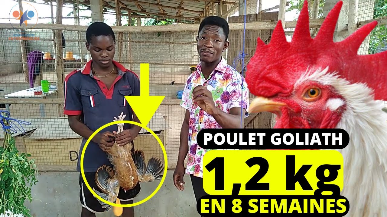 1,20 kg en DEUX MOIS, incroyable l'élevage poulet local Amélioré (élevage des poulets goliath)