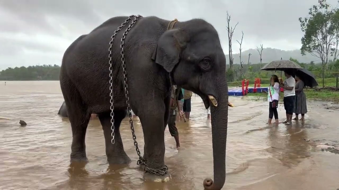 Monsoon Magic: Exploring the Enchanting Western Ghats & Elephant Sanctuary | Road Trip Vlog 🚗🌧️
