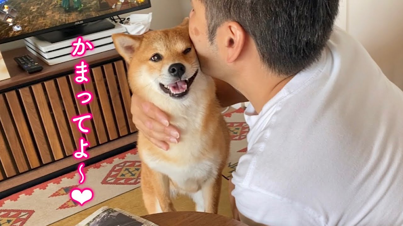 どうしてもパパに構って欲しい柴犬の行動が可愛すぎる！！