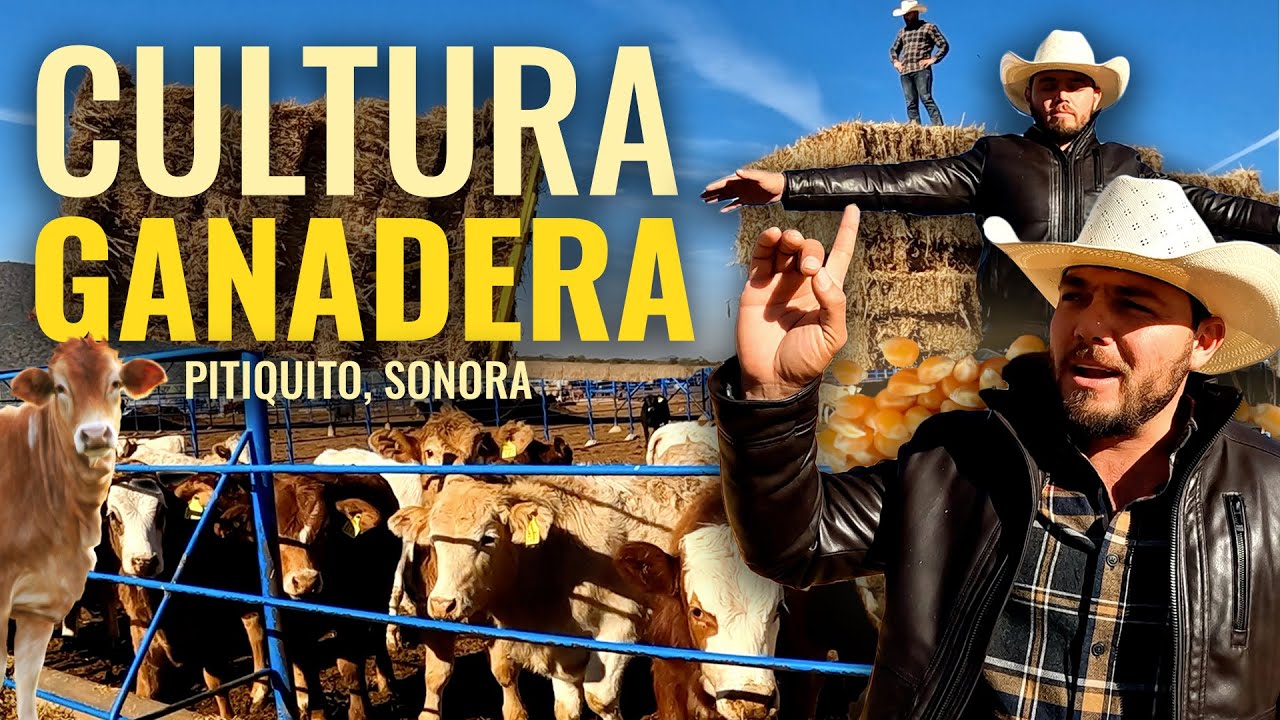 POR ESTO la GANADERÍA es RICA en los pueblos de SONORA... | Pitiquito (Parte 2)