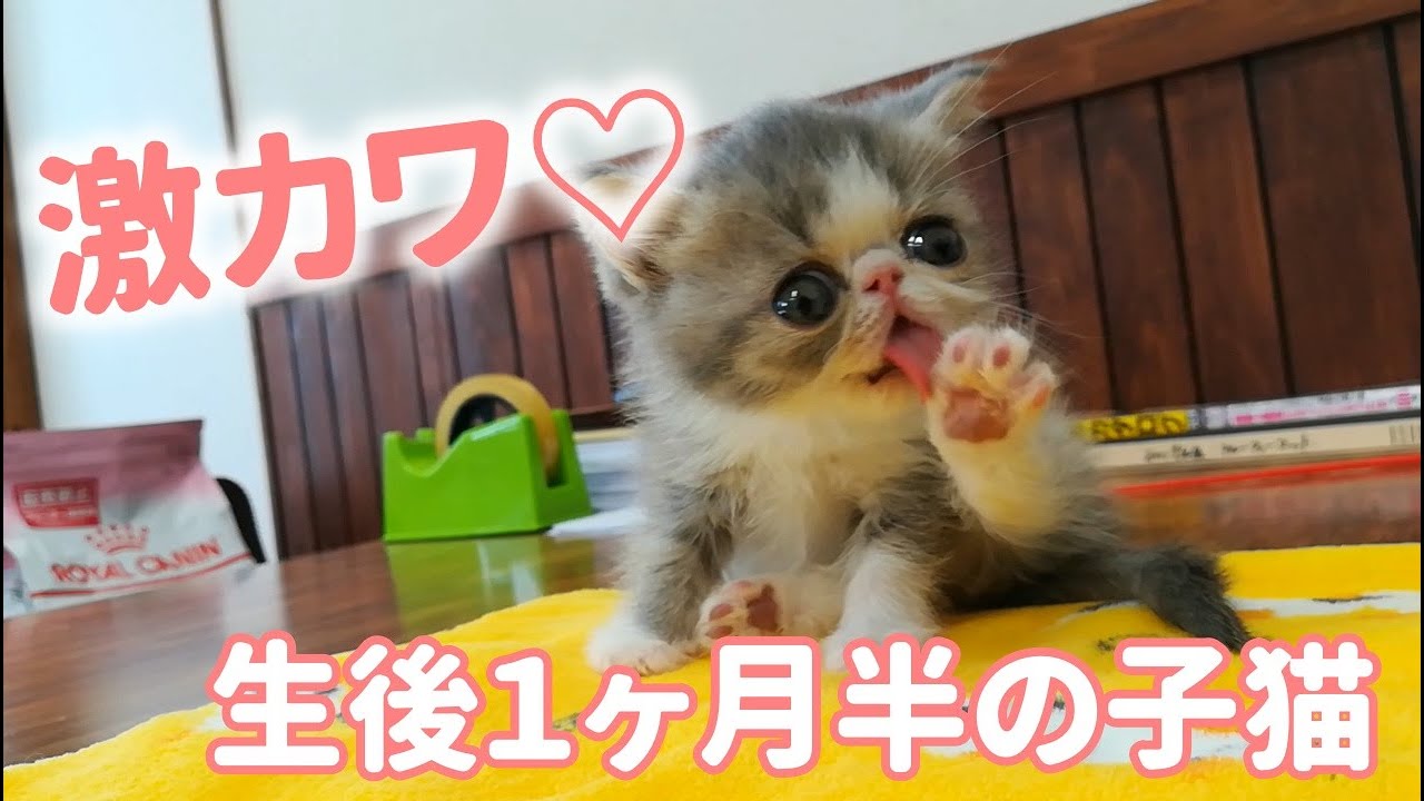 生後１ヵ月半のエキゾチックショートヘアの子猫が可愛すぎる！ / One and a half months old exotic short hair kitten is too cute!