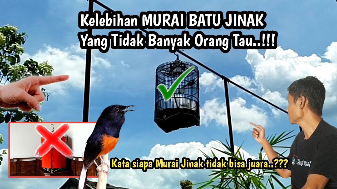 SOLUSI MURAI BATU JINAK BIAR TIDAK DI REMEHKAN‼️