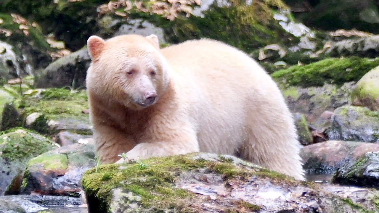 Exploring the Great Bear Rainforest