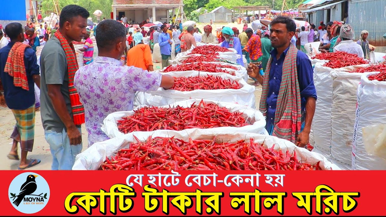দেশের বৃহত্তম লাল মরিচের হাট || The Largest Chili Market in Bangladesh.