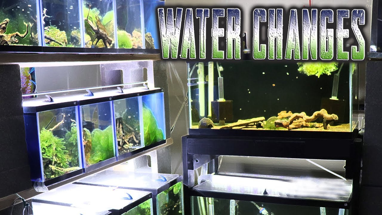 How to do Water Changes Quick, Easy and Cheap Automatic