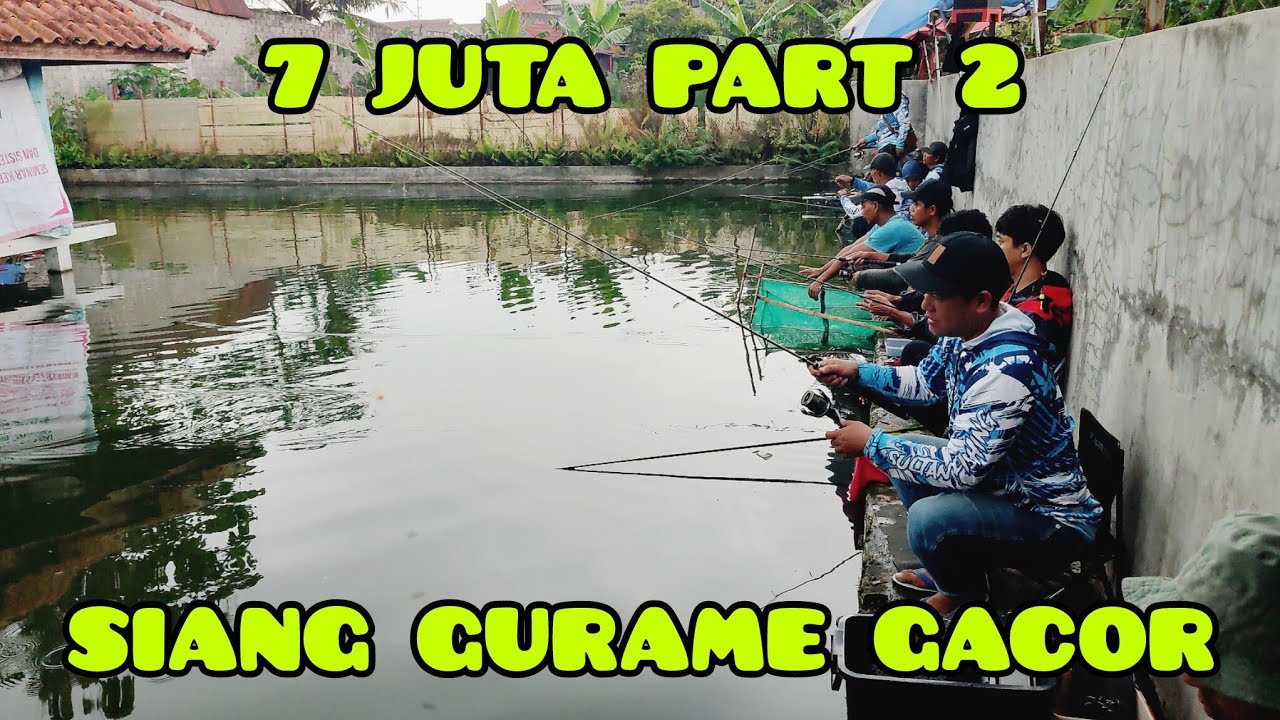 Gila makin siang gurame semakin gacor seperti ikan bawal‼️kolam 7 juta, 8 peserta
