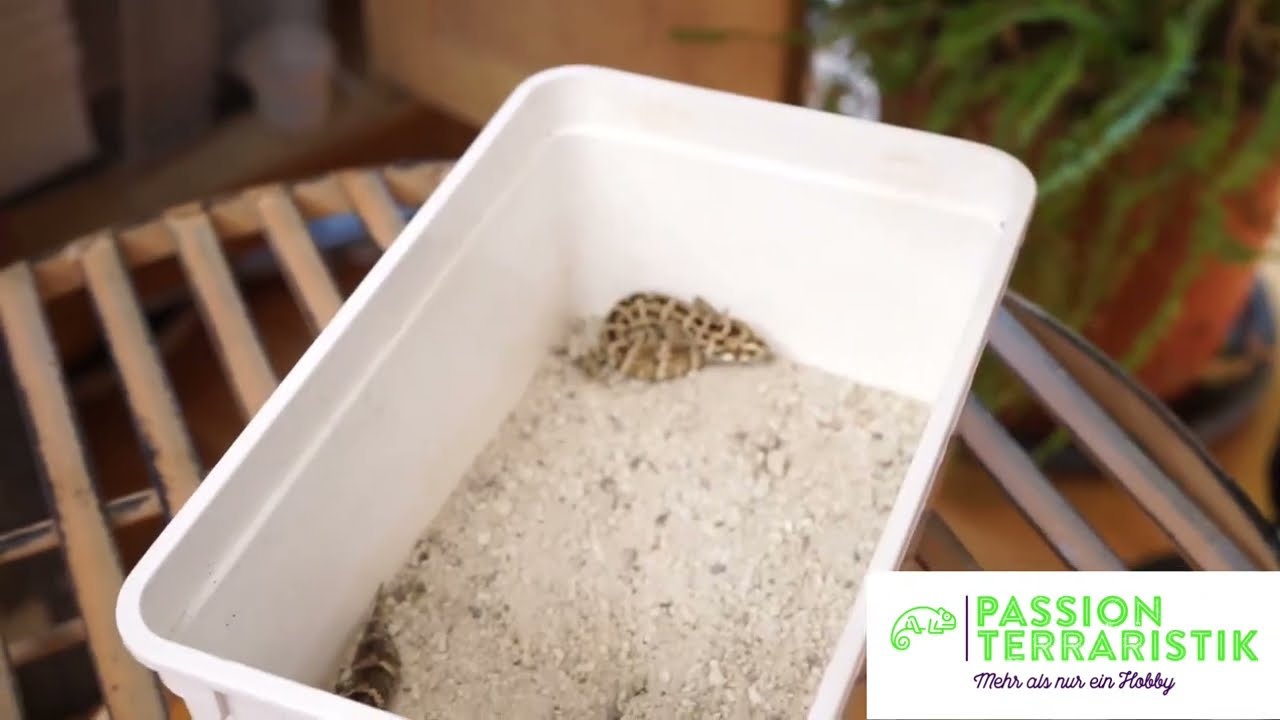 Folge 62 / Viperngecko: Wie halte ich Hemidactylus imbricatus