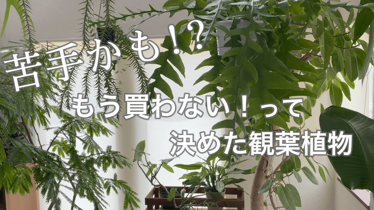 【観葉植物】理由は色々ありますが・・もう買わないって決めた観葉植物紹介！！