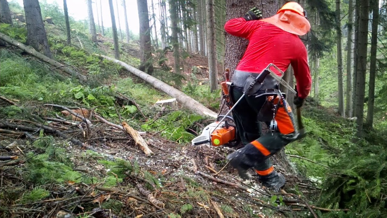 Working in forest, 257-2019, Im wald arbeiten, Práce v lese 🇨🇿