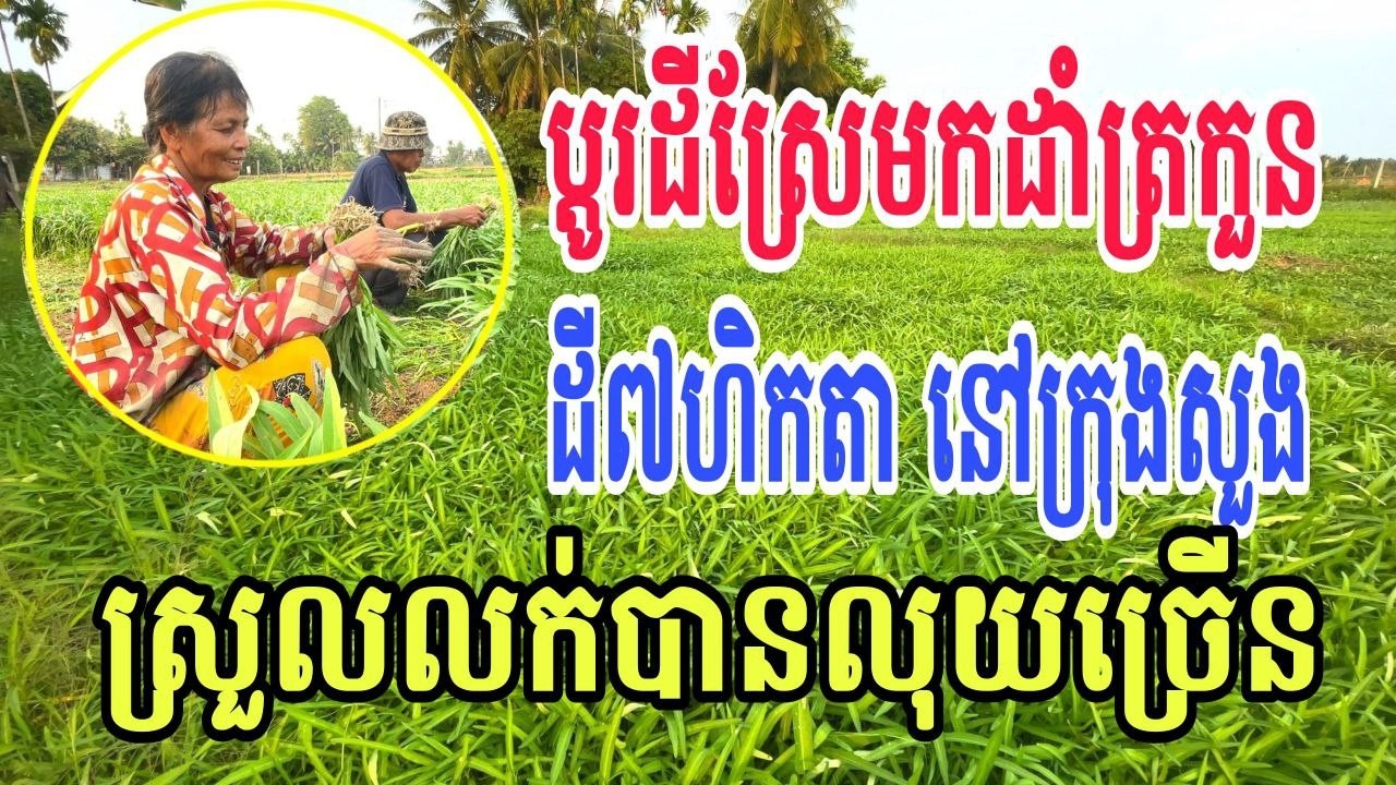 ប្តូរដីស្រែមកដាំត្រកួន ដី៧ហិកតា នៅក្រុងសួង ទីផ្សារល្អ ស្រួលលក់បានលុយច្រើន ម៉ូយគ្រប់ខេត្ត