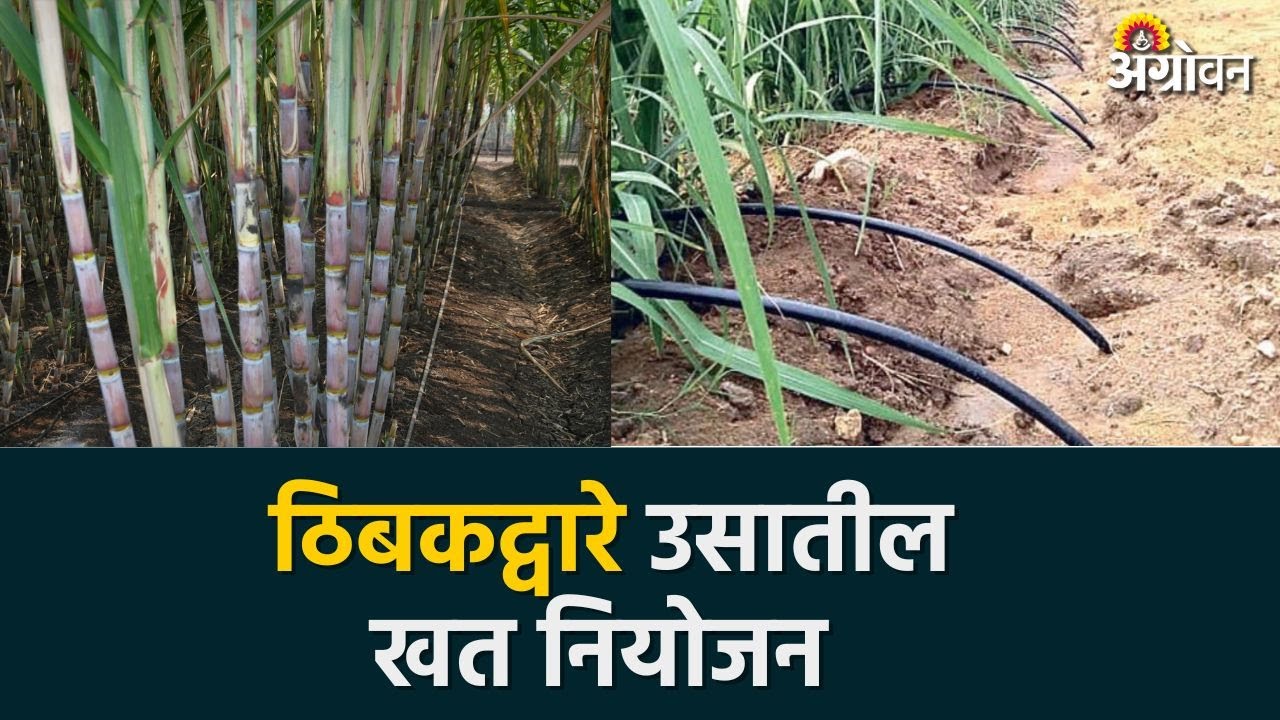 Sugarcane Fertilizer Management :  अशी वाढवा उसातील खतांची कार्यक्षमता | Agrowon