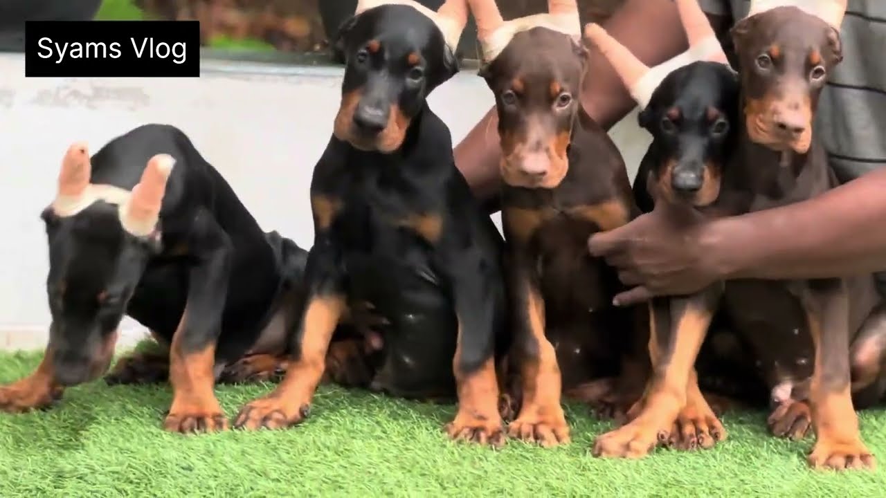 കാവലിന് കരുത്തുള്ള European Doberman നായകളെ നിർത്തിയാലോ