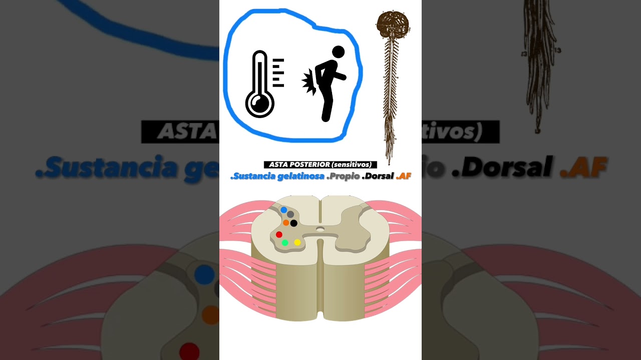 N&uacute;cleos sustancia gris (m&eacute;dula espinal) || Neuroanatom&iacute;a