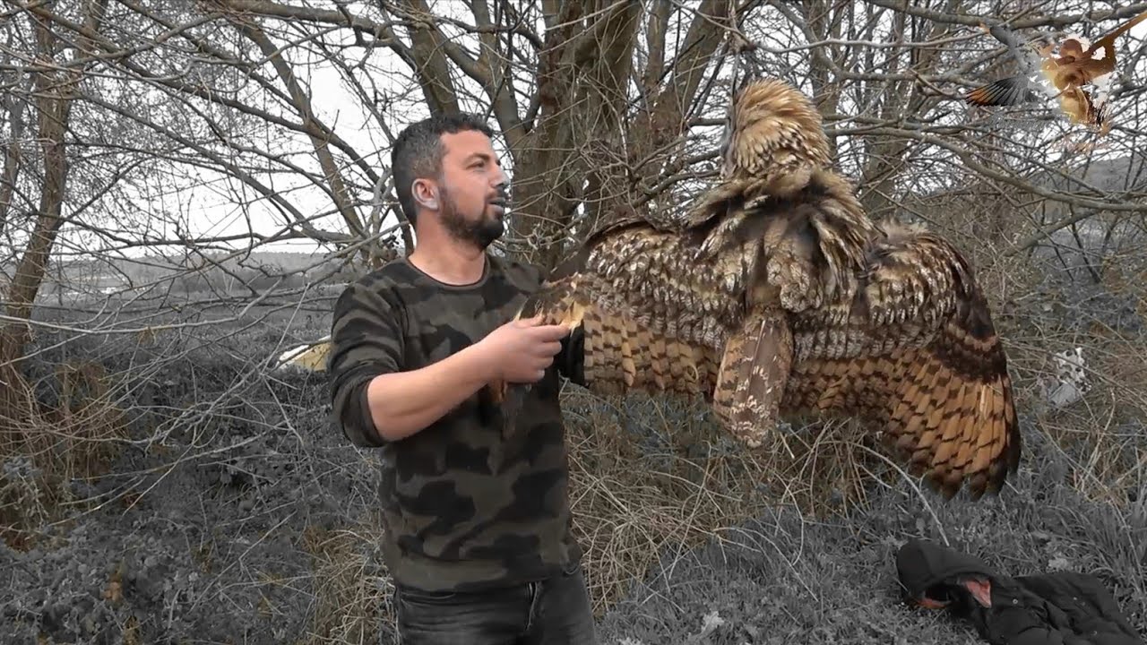 Puhu kuşunu kurtardık 🦉
