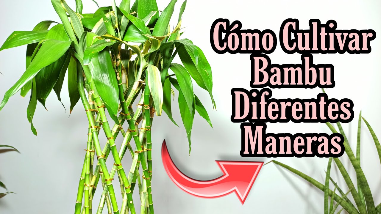 2 Formas de cultivar bambu (en agua)