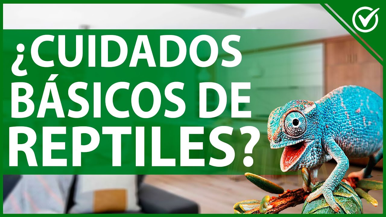🐍 &iquest;Cu&aacute;les son los Cuidados B&aacute;sicos de Reptiles Ex&oacute;ticos? - Gu&iacute;a para Principiantes 🦎🏠
