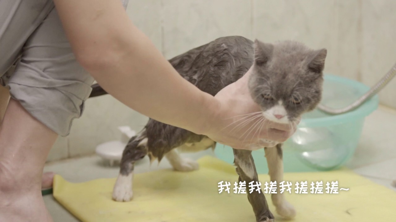 不知道怎样给猫猫洗澡？看这个视频就够了！