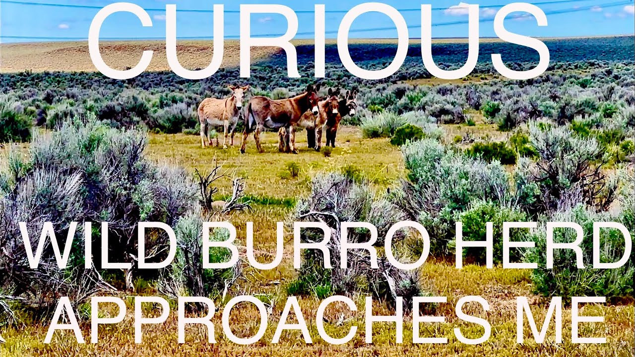 A Curious Wild Burro Herd Approaches Me