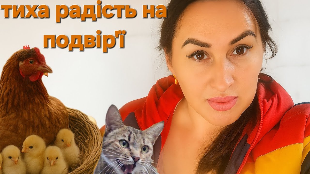 Подвір’я. Кури завалили  яйцями,квочки циплятами.