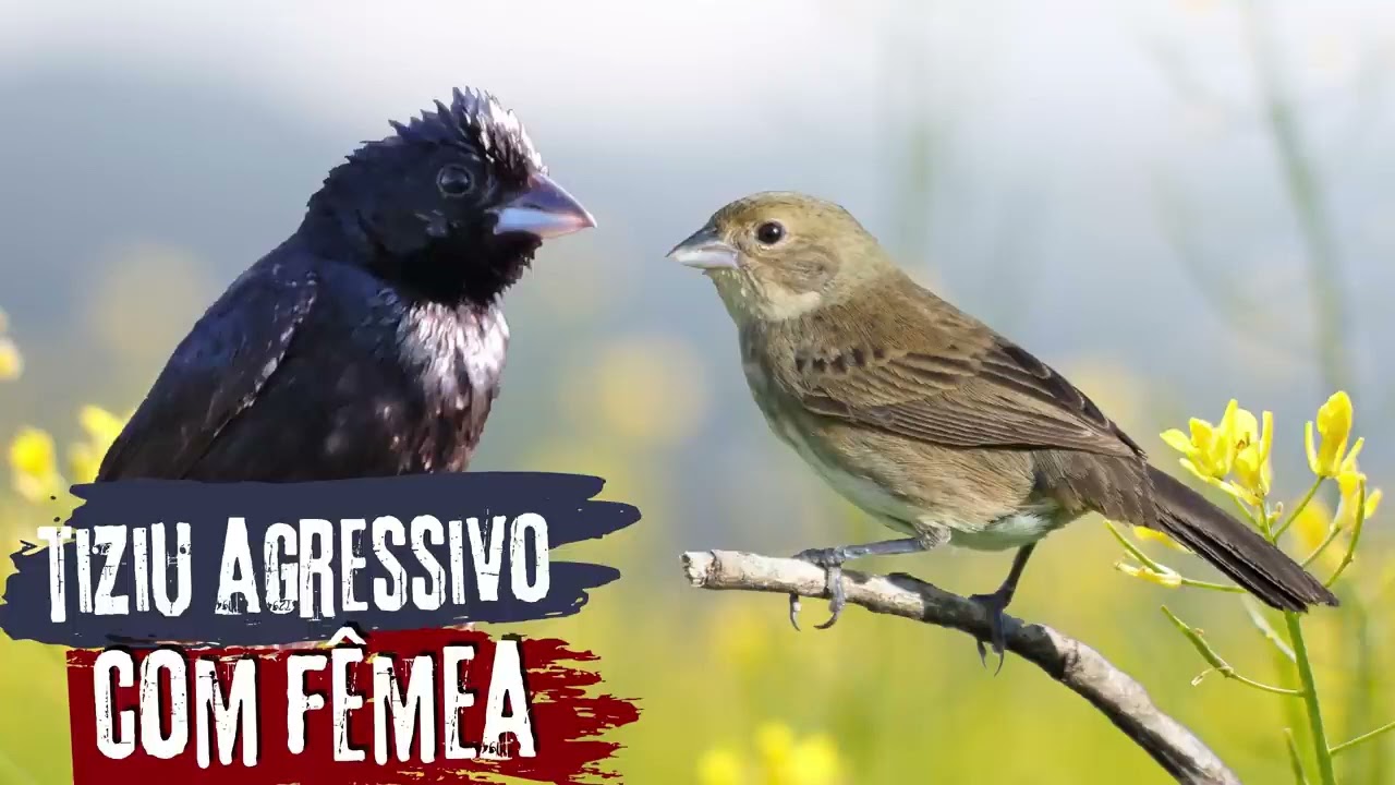 o melhor piado de tiziu agressivo com Fêmea para acontecer rápido #ajuda aí tropa o canal subir